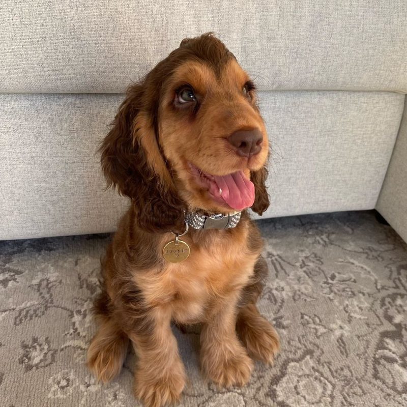 Duke