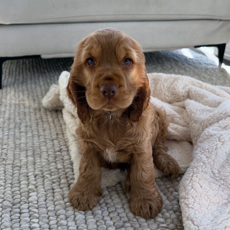 Jack