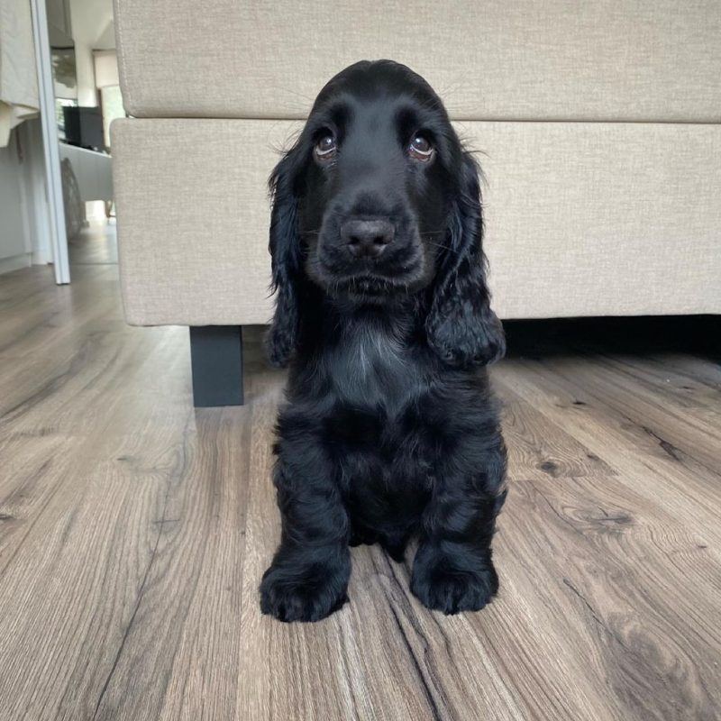 Oscar
